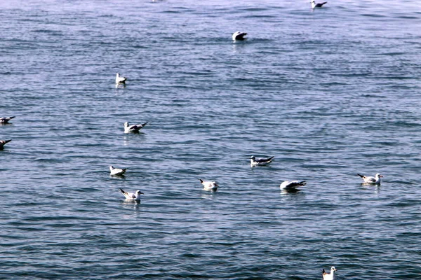 Côte Déserte Mer Méditerranée Nord État Israël — Photo