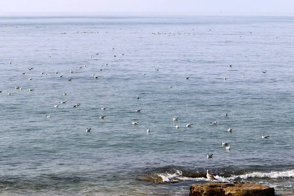 Côte Déserte Mer Méditerranée Nord État Israël — Photo