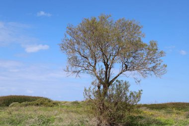 İsrail devletinin kuzeyinde Akdeniz'in ıssız kıyıları 