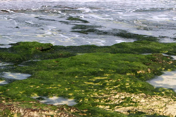 Costa Deserta Del Mar Mediterraneo Nel Nord Dello Stato Israele — Foto Stock