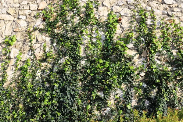 Stone Wall Ancient Fortress Northern Israel — Stock Photo, Image