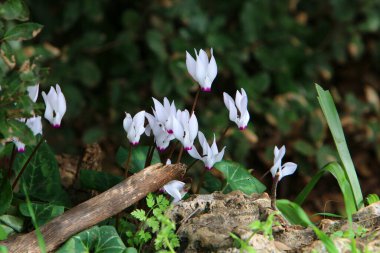 Orman çiçekleri ve yeşil bitkiler Mart ayında kuzey İsrail 'de 