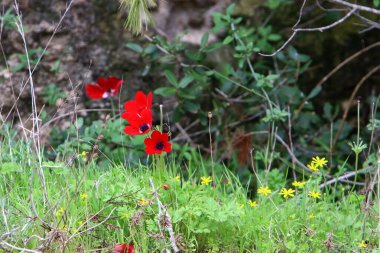 Orman çiçekleri ve yeşil bitkiler Mart ayında kuzey İsrail 'de 