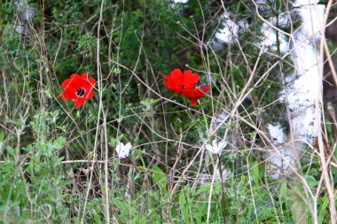 Orman çiçekleri ve yeşil bitkiler Mart ayında kuzey İsrail 'de 