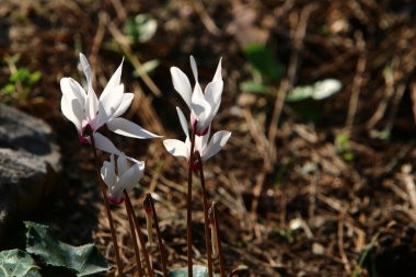 Orman çiçekleri ve yeşil bitkiler Mart ayında kuzey İsrail 'de 