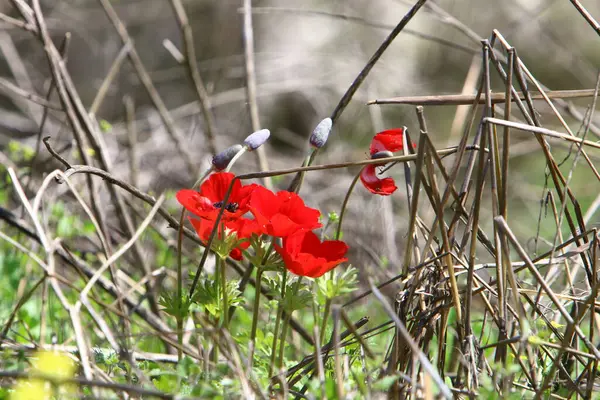 Flores Forestales Plantas Verdes Primavera Marzo Norte Israel — Foto de Stock