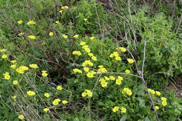 Flores Forestales Plantas Verdes Primavera Marzo Norte Israel —  Fotos de Stock