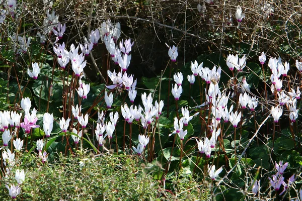 Fiori Forestali Piante Verdi Primavera Marzo Nel Nord Israele — Foto Stock