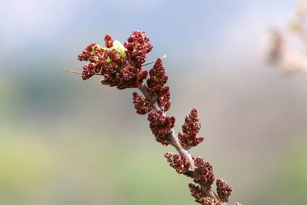 Kwiaty Leśne Zielone Rośliny Wiosną Marca Północnym Izraelu — Zdjęcie stockowe