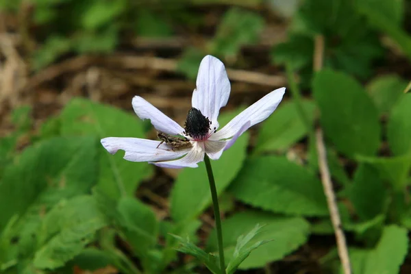 Fiori Forestali Piante Verdi Primavera Marzo Nel Nord Israele — Foto Stock