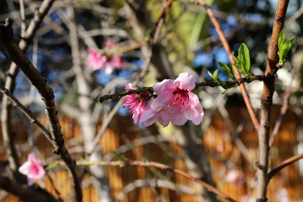 Waldblumen Und Grünpflanzen März Nordisrael — Stockfoto