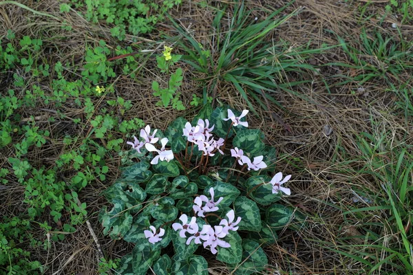 北イスラエルの3月の春の森の花と緑の植物 — ストック写真