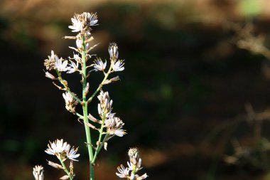 Orman çiçekleri ve yeşil bitkiler Mart ayında kuzey İsrail 'de 