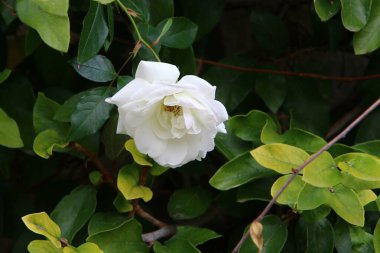 Orman çiçekleri ve yeşil bitkiler Mart ayında kuzey İsrail 'de 