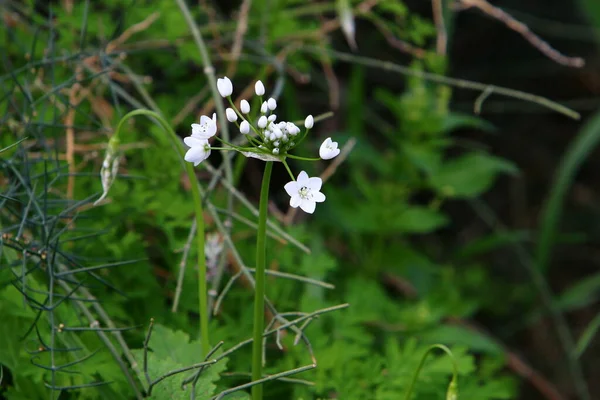 Flores Forestales Plantas Verdes Primavera Marzo Norte Israel —  Fotos de Stock