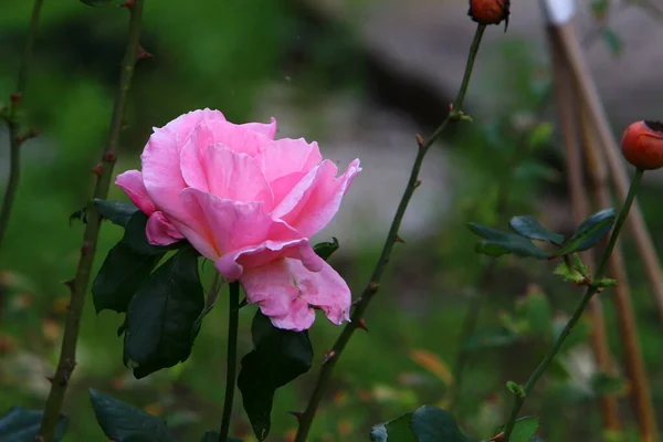 Skogsblommor Och Gröna Växter Våren Mars Norra Israel — Stockfoto