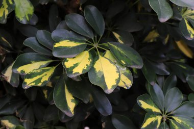 Kuzey İsrail 'de Mart ayında bir şehir parkındaki ağaçlarda renkli yapraklar 
