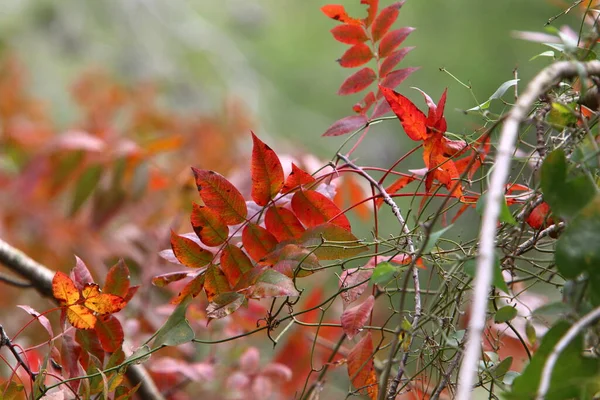 Folhas Coloridas Árvores Parque Cidade Primavera Março Norte Israel — Fotografia de Stock