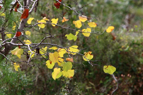 Folhas Coloridas Árvores Parque Cidade Primavera Março Norte Israel — Fotografia de Stock