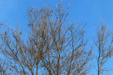Kuzey İsrail 'de Mart ayında bir şehir parkındaki ağaçlarda renkli yapraklar 