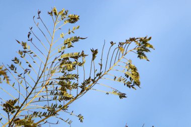 Kuzey İsrail 'de Mart ayında bir şehir parkındaki ağaçlarda renkli yapraklar 