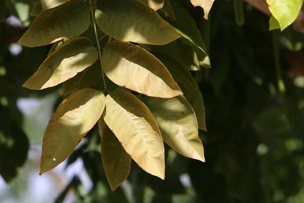 Folhas Coloridas Árvores Parque Cidade Primavera Março Norte Israel — Fotografia de Stock