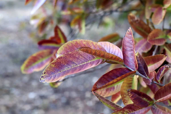 Hojas Colores Los Árboles Parque Ciudad Primavera Marzo Norte Israel — Foto de Stock