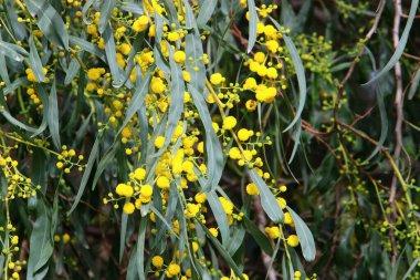 Mimosa, Mart ayında İsrail 'in kuzeyinde bir şehir parkında çiçek açtı. 