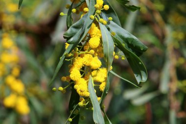 Mimosa, Mart ayında İsrail 'in kuzeyinde bir şehir parkında çiçek açtı. 