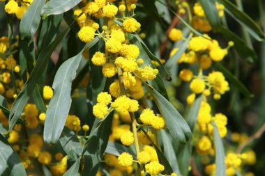 Mimosa, Mart ayında İsrail 'in kuzeyinde bir şehir parkında çiçek açtı. 