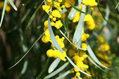 Mimosa, Mart ayında İsrail 'in kuzeyinde bir şehir parkında çiçek açtı. 