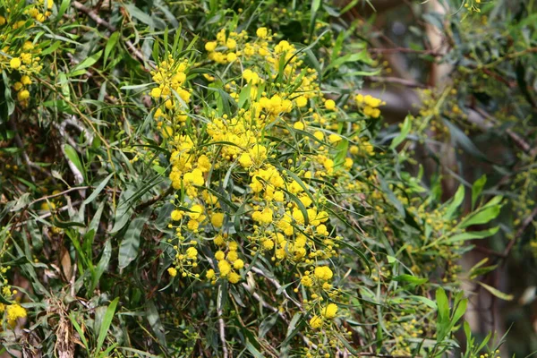 Mimosa Blooms City Park Spring March Northern Israel — Stock Photo, Image
