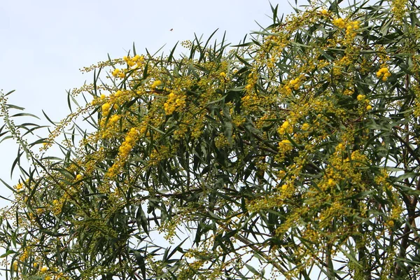 Mimosa Blooms City Park Spring March Northern Israel — Stock Photo, Image