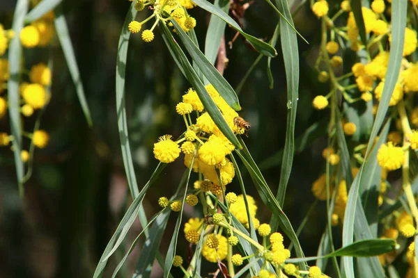 Mimosa Fleurit Dans Parc Municipal Printemps Mars Dans Nord Israël — Photo