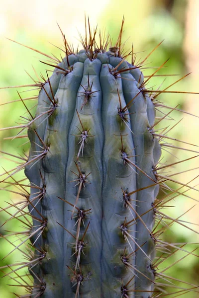 Duże Kłujące Kaktusy Rosły Parku Miejskim Nad Brzegiem Morza Śródziemnego — Zdjęcie stockowe