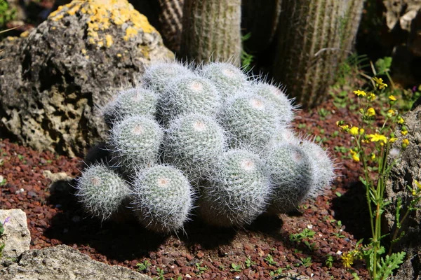 Grand Cactus Épineux Grandi Dans Parc Urbain Sur Les Rives — Photo