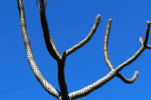 ⬇ Скачать Картинки Cactus Lungo, Стоковые Фото Cactus Lungo В.