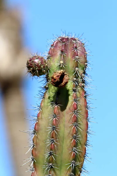 Velký Pichlavý Kaktus Vyrostl Městském Parku Pobřeží Středozemního Moře Severu — Stock fotografie