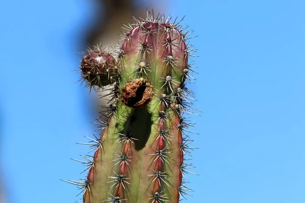 Velký Pichlavý Kaktus Vyrostl Městském Parku Pobřeží Středozemního Moře Severu — Stock fotografie