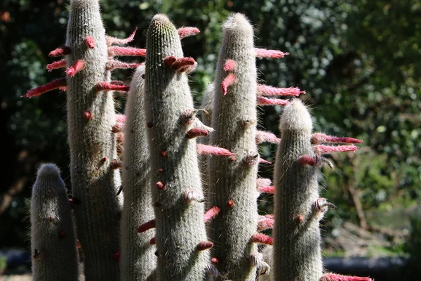 Grand Cactus Épineux Grandi Dans Parc Urbain Sur Les Rives — Photo