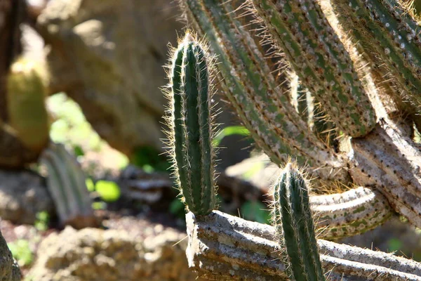Grande Espinoso Cactus Creció Parque Ciudad Las Orillas Del Mar —  Fotos de Stock