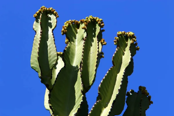 Duże Kłujące Kaktusy Rosły Parku Miejskim Nad Brzegiem Morza Śródziemnego — Zdjęcie stockowe