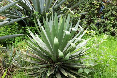 İsrail 'in kuzeyindeki Akdeniz kıyısındaki bir şehir parkında büyük ve dikenli kaktüsler yetişti. 