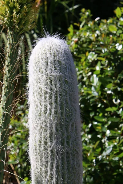 Grote Stekelige Cactus Groeide Een Stadspark Aan Oevers Van Middellandse — Stockfoto