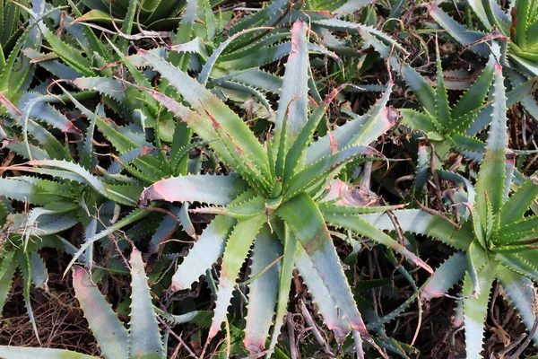 Grand Cactus Épineux Grandi Dans Parc Urbain Sur Les Rives — Photo