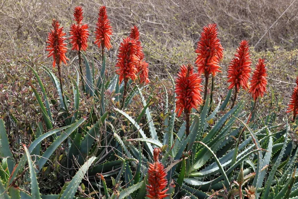 Grand Cactus Épineux Grandi Dans Parc Urbain Sur Les Rives — Photo