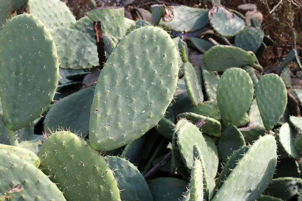 Nagy Szúrós Kaktusz Nőtt Egy Városi Parkban Földközi Tenger Partján — Stock Fotó
