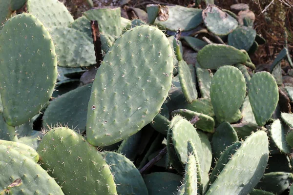 Grande Espinoso Cactus Creció Parque Ciudad Las Orillas Del Mar —  Fotos de Stock