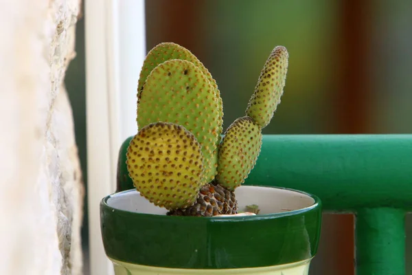 Grande Espinoso Cactus Creció Parque Ciudad Las Orillas Del Mar —  Fotos de Stock