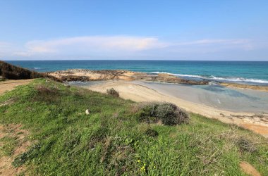 Akdeniz kıyısında çiçekler ve çimenler. İsrail 'in kuzeyinde ilkbahar 